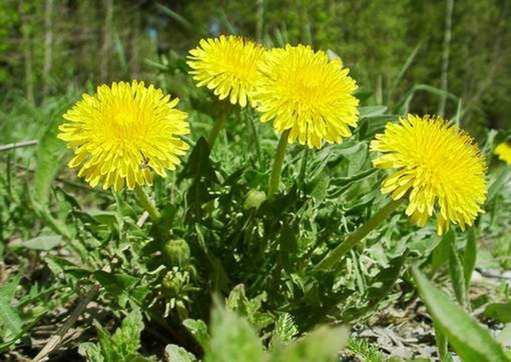 Dandelion for knee osteoarthritis